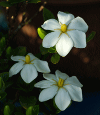 �N�`�i�V�摜