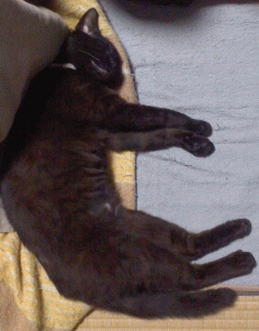 Cuqv