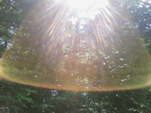 ���F�̎P�i�s�v�c�ʐ^�j