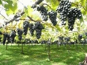 ���C���Q